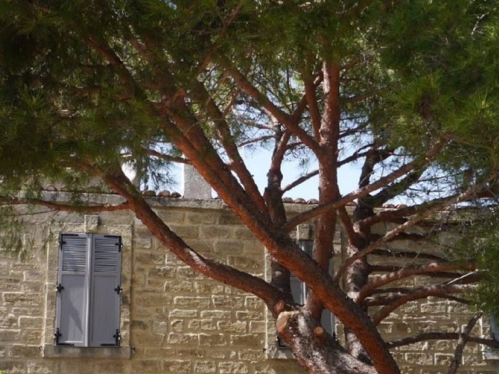 elagage nimes - abatout gard