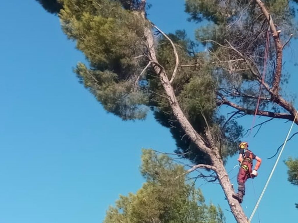 taille arbre dangereux nîmes - arboriste nîmes - entreprise abatout
